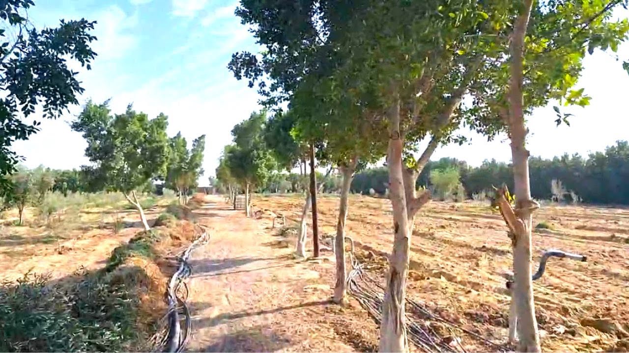 مزرعة للبيع 4 فدان بالقرب من مدينة وادي النطرون طريق مصر اسكندرية الصحراوي