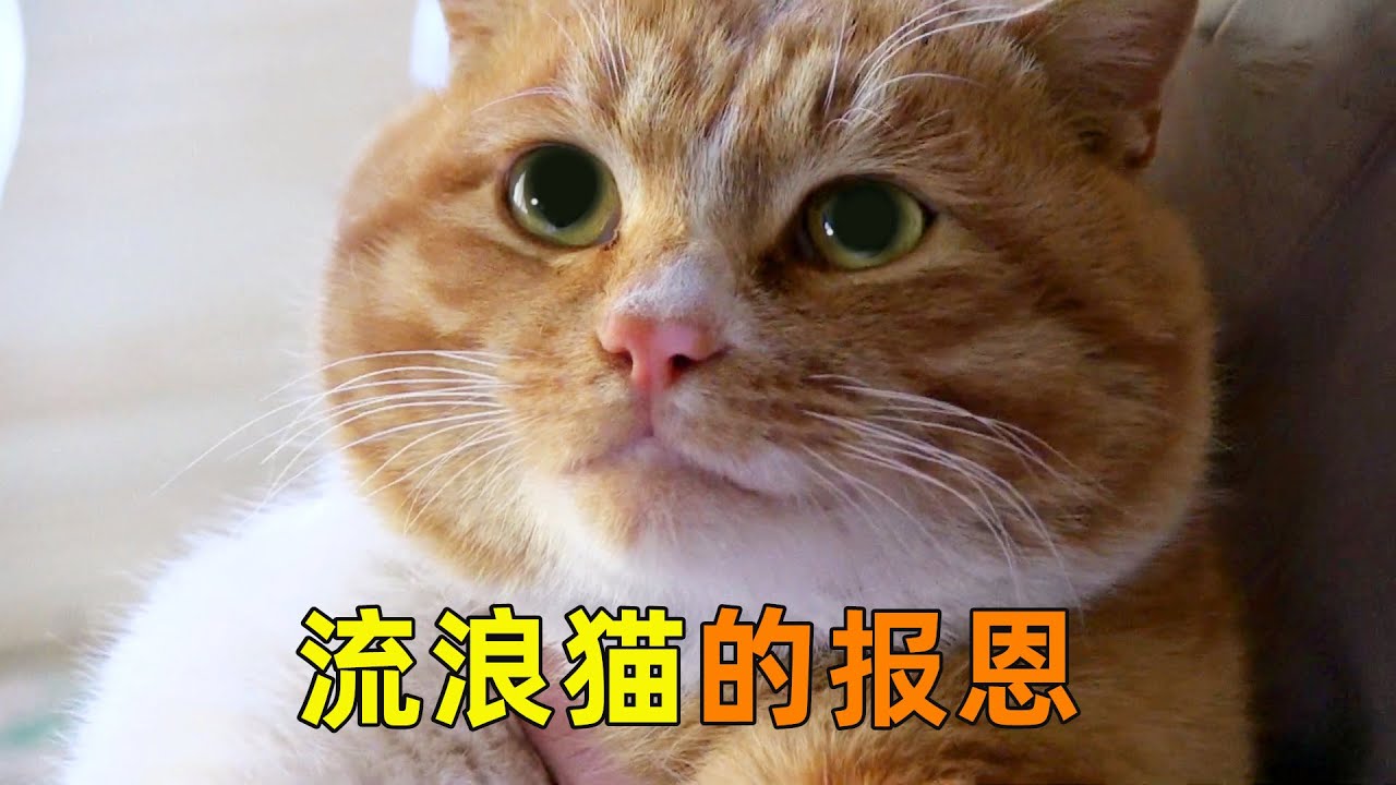 流浪貓賴上暖心大叔，寸步不離守護左右，竟因大叔曾救它一命