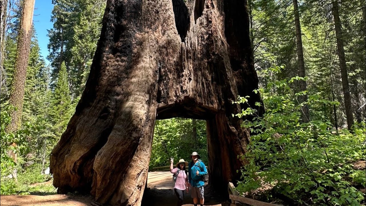 [76] Camping in Groveland | Tuolumne Grove, Yosemite
