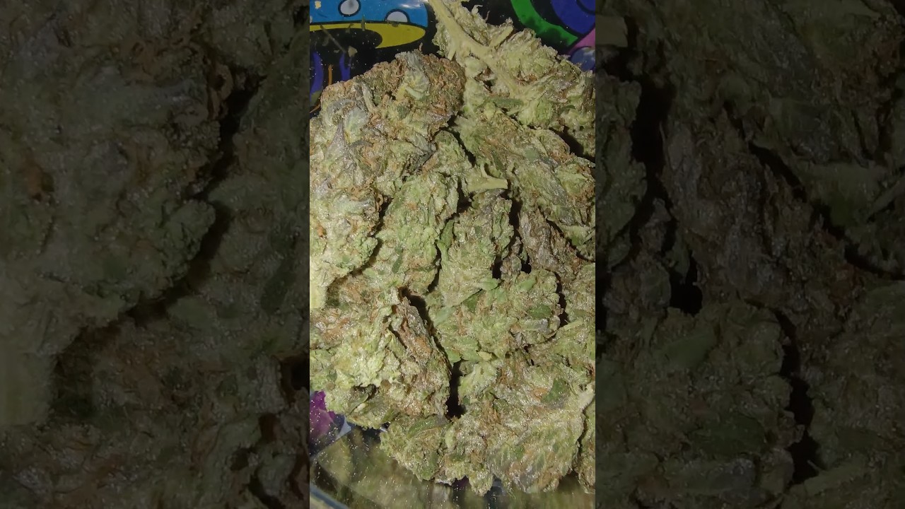 Super Lemon🍋 Haze THCA Flower OZ #smokeweedeveryday #420blazeit #cannabiscommunity