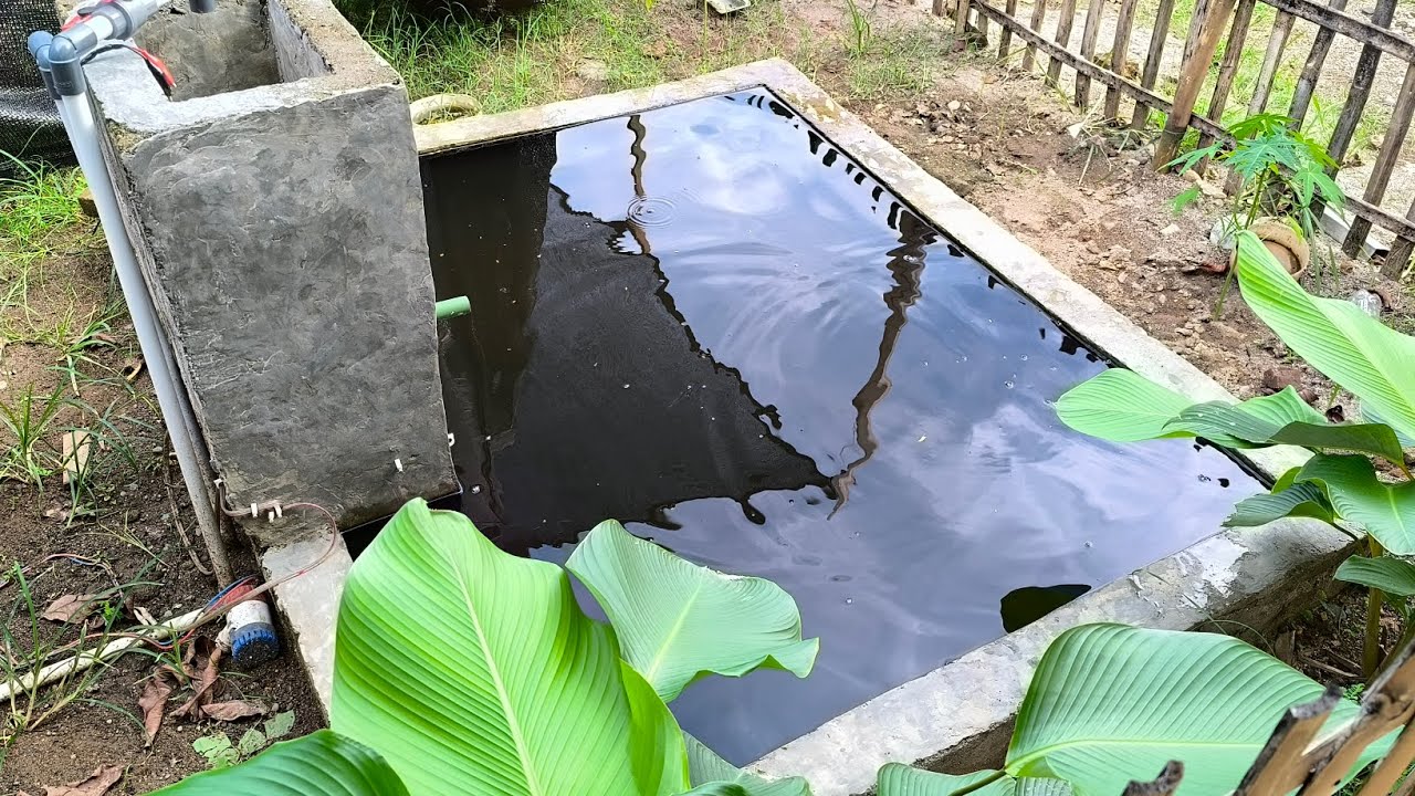 Penyebab air kolam 🫧 hitam seperti kopi ☕ | Drain the pool water black like coffee
