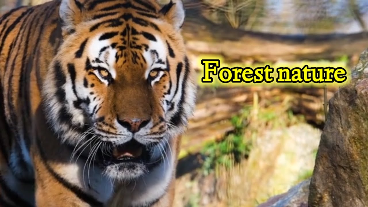 Forest nature and wild life nature tree or animal