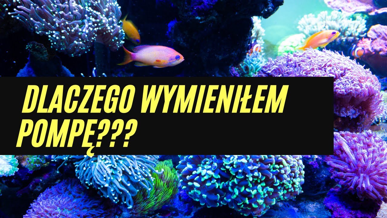 Jak zredukowałem poziom NO3 do 0? Dlaczego warto mierzyć żelazo? Akwarium morskie 350 litrów.
