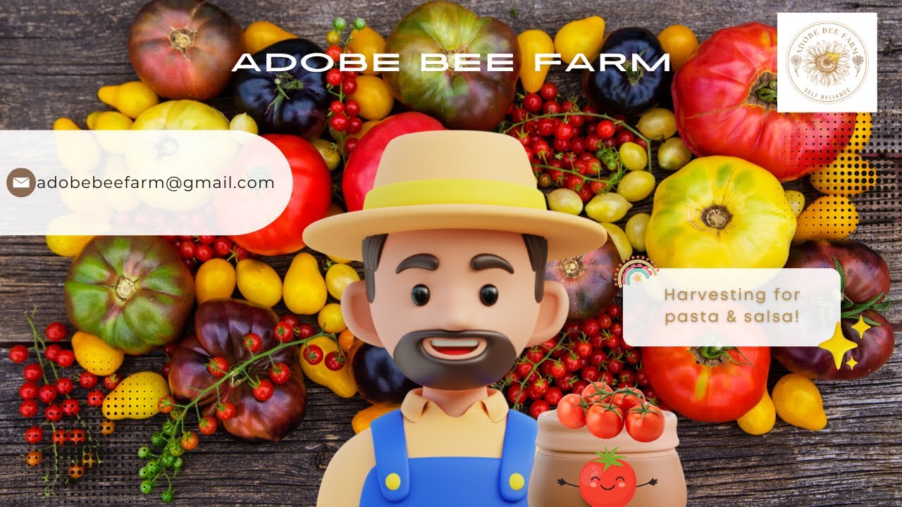 Its good to have a tomato problem!