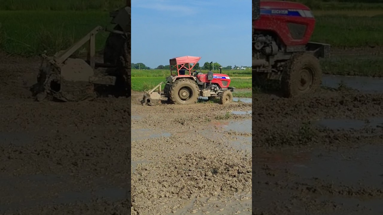 Village Farming Vlog #vlog #dhaankikheti