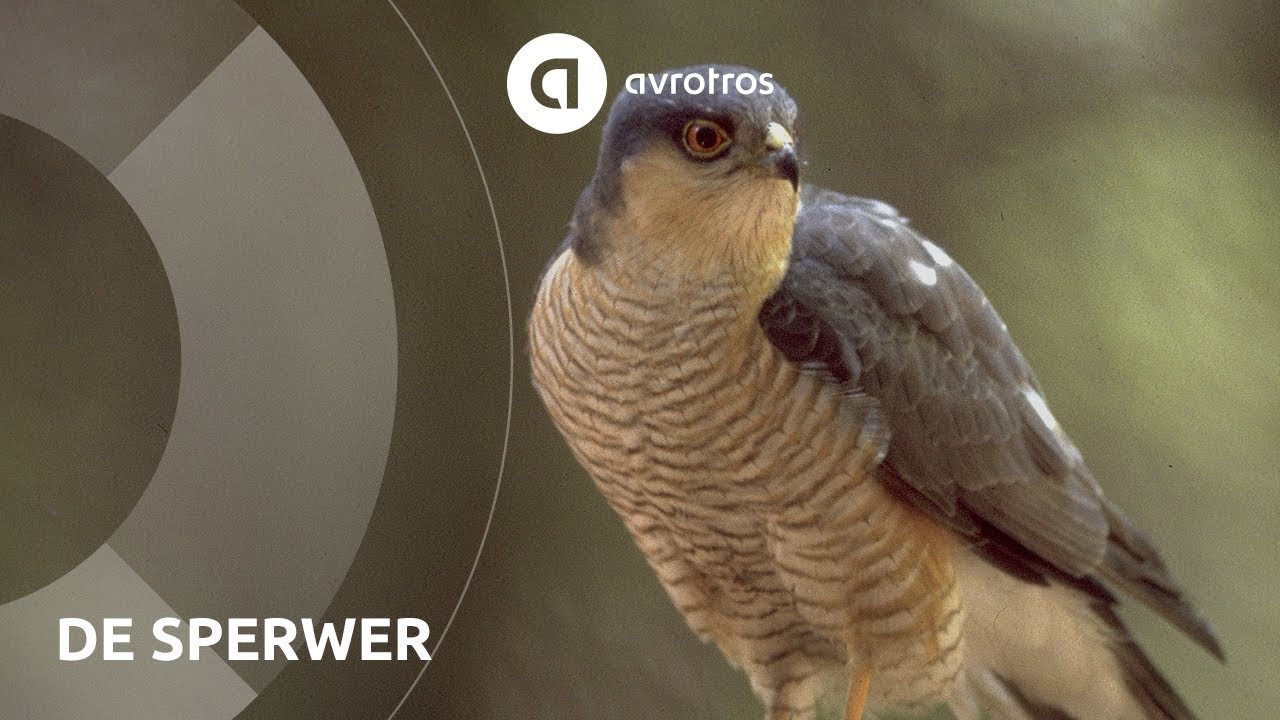 Wild in Nederland: de sperwer