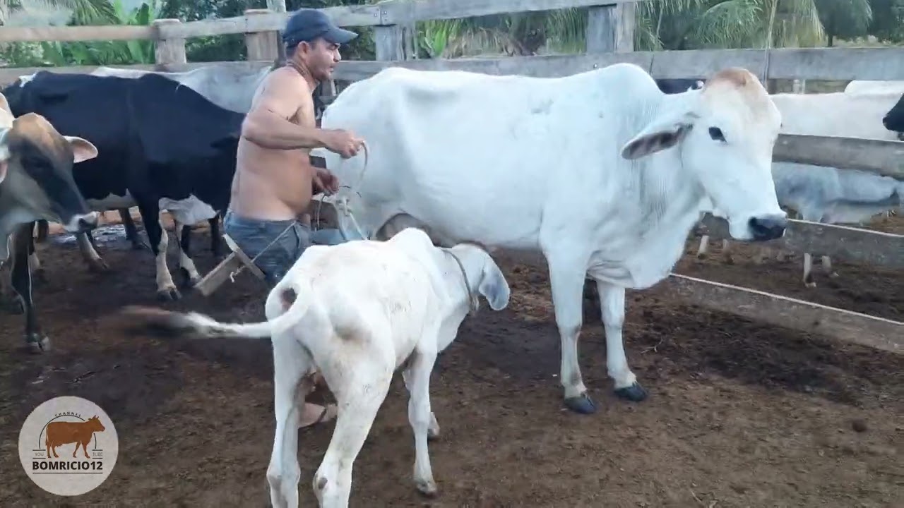 Pipoca e Ilsinho Tirando Leite das Vacas no Curral Pela Manhã Enquanto os Bezerros Mamam na Seção.