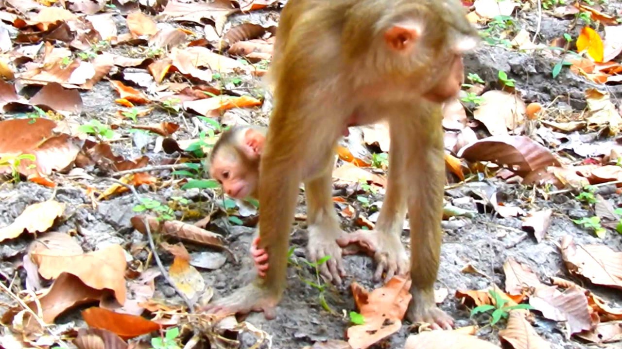 Unbelievable Sweet Baby Monkey, Lucan wants to walk on his own