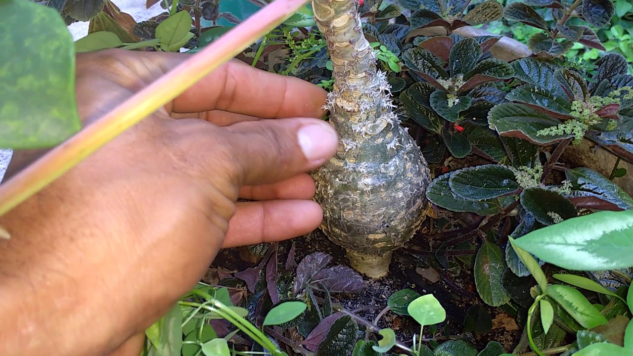 UM NOVO VÍDEO SOBRE A PLANTA PIÃO DE JARDIM, E OS SEUS FILHINHOS
