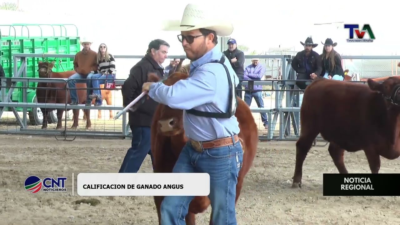 🐂 Calificación de Ganado Angus en el Valle de Guadalupe | Evaluación de Calidad