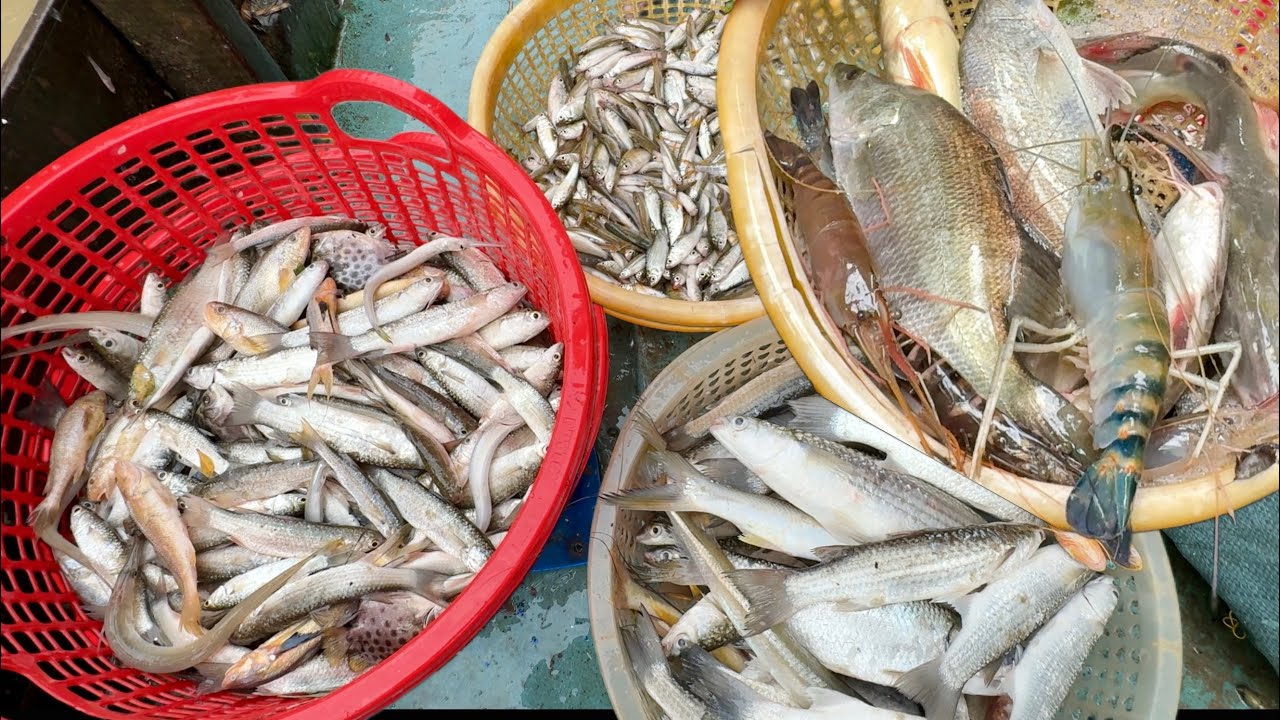 Cá Chẽm Cá Đối Tôm Càng Đủ Loại Trong Một Đục|| TCNTV #610