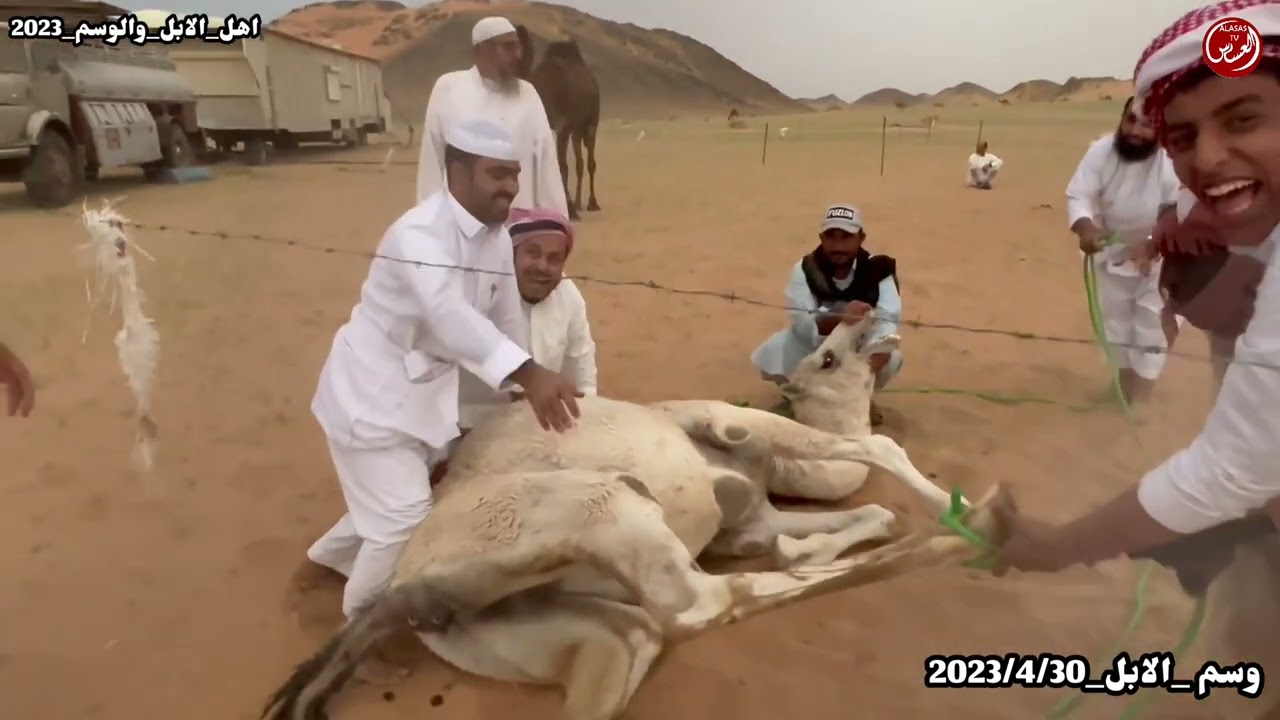 طريقة وسم الابل