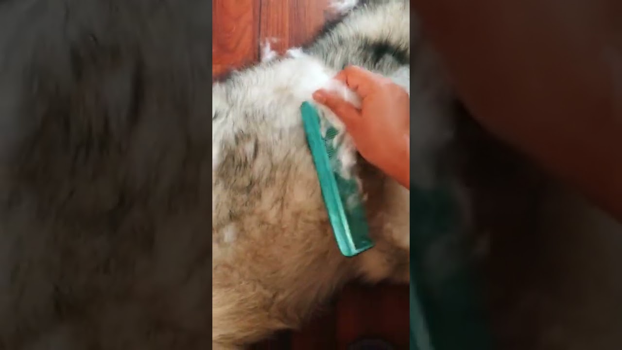 Husky’s shedding is real 🙄🤷🏻‍♀️