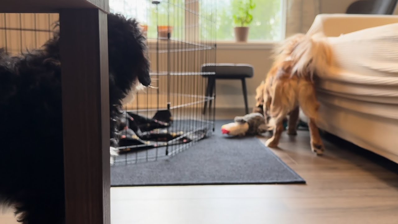 Chasing the New Chicken and Donkey Members of the Family (Bernie Babies Moose and Panda)