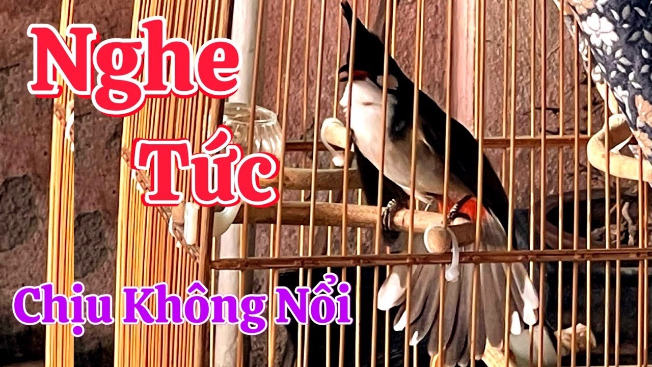 Chào Mào Hót Sáng, QUÁ HAY - CHÉ Kích Bổi Căng Đét | Luyện Chào Mào Hót Cực Căng Lửa, Hay Ché