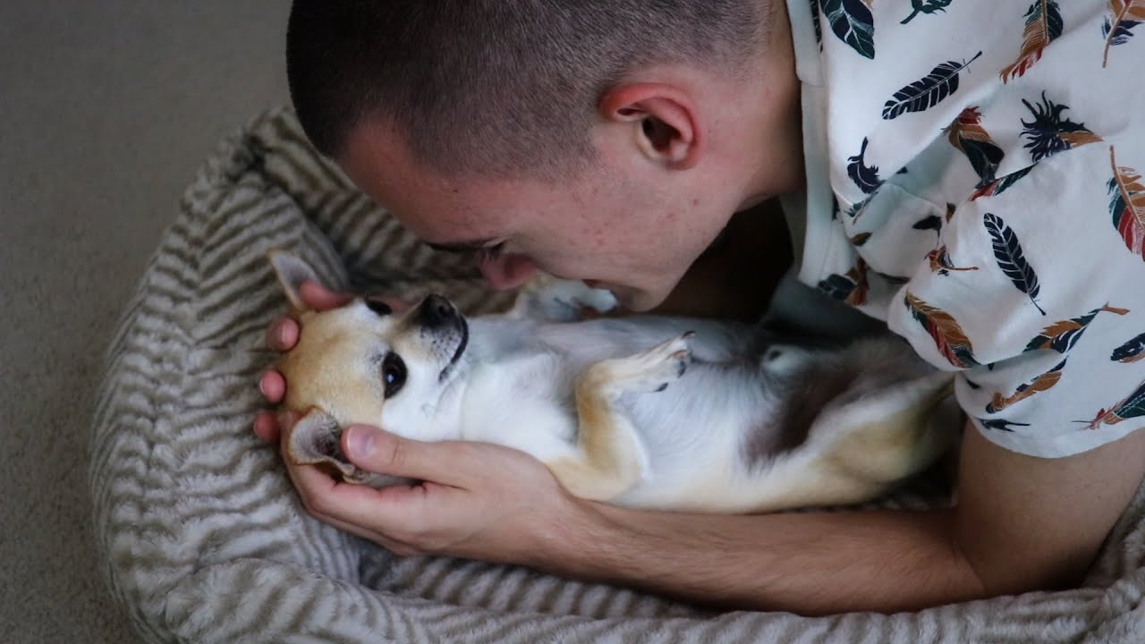 Comforting My Dog to Sleep (ASMR)