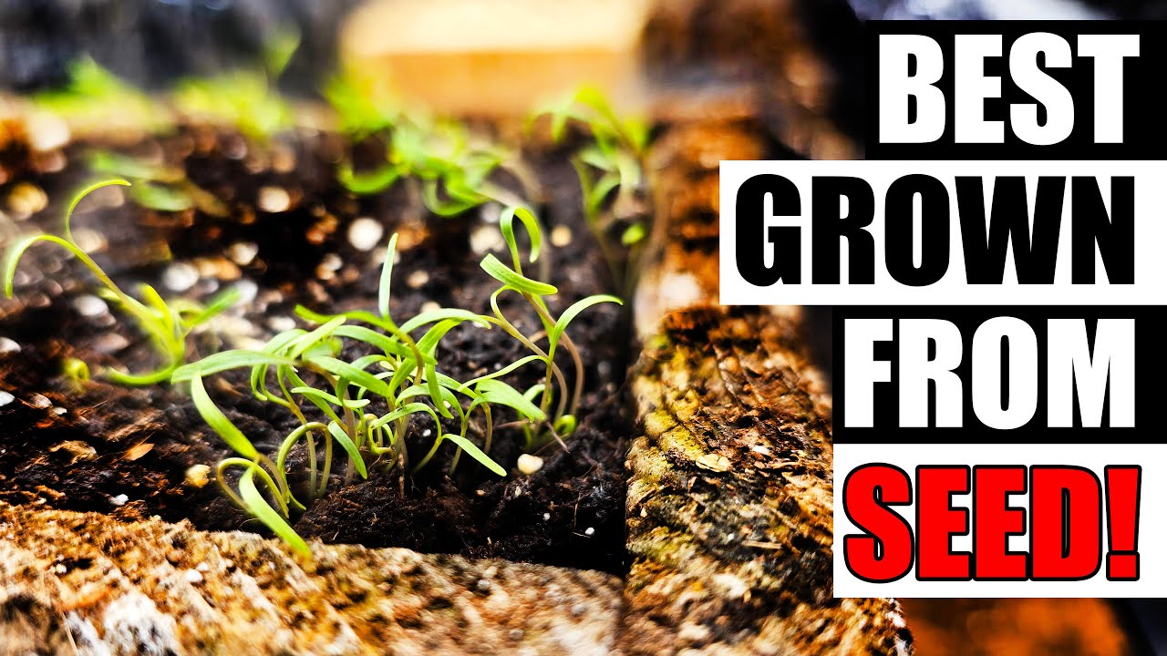 Top 5 Herbs To Grow From Seeds