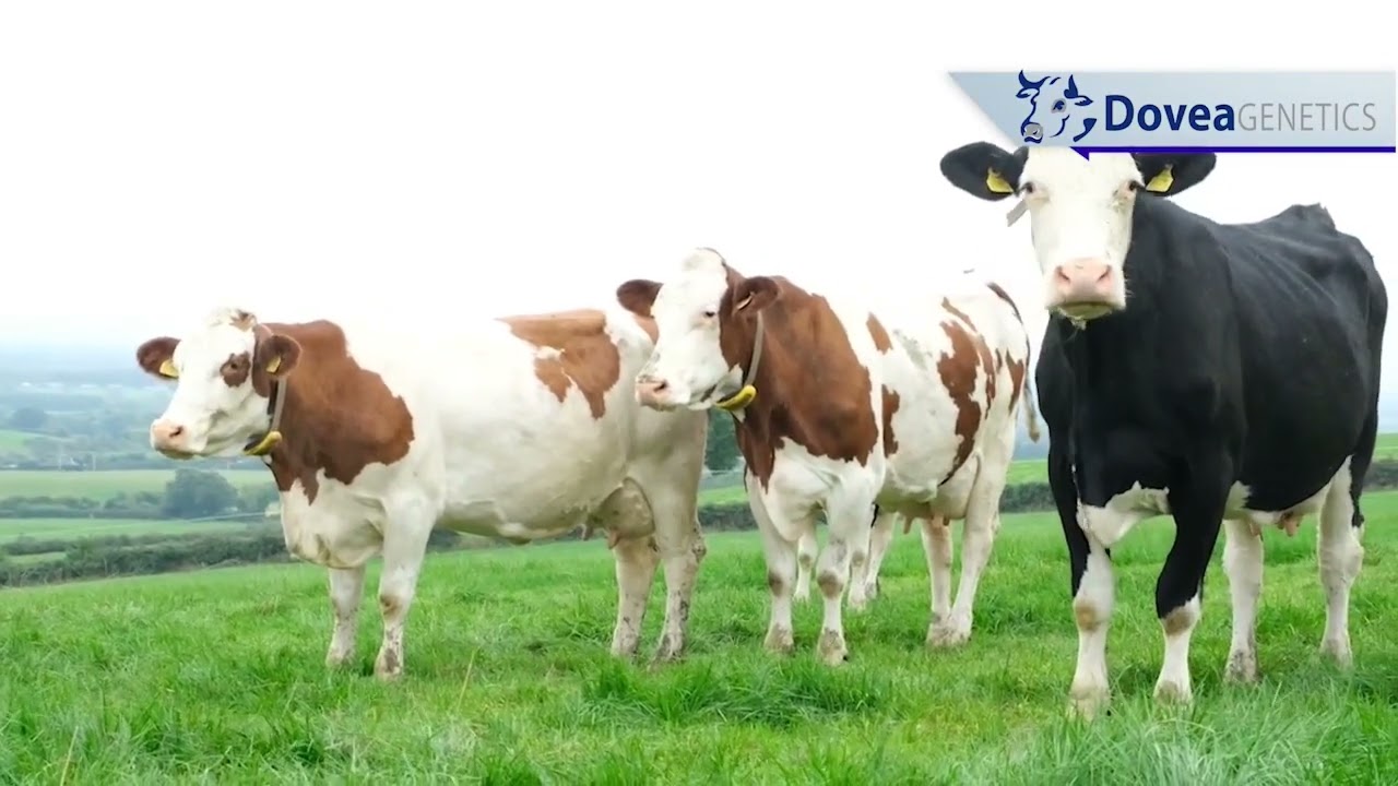 Dovea Genetics Montbeliarde - Dan Somers