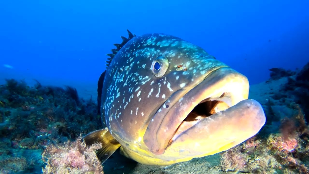 Nautic & Dive Boottauchen Lanzarote