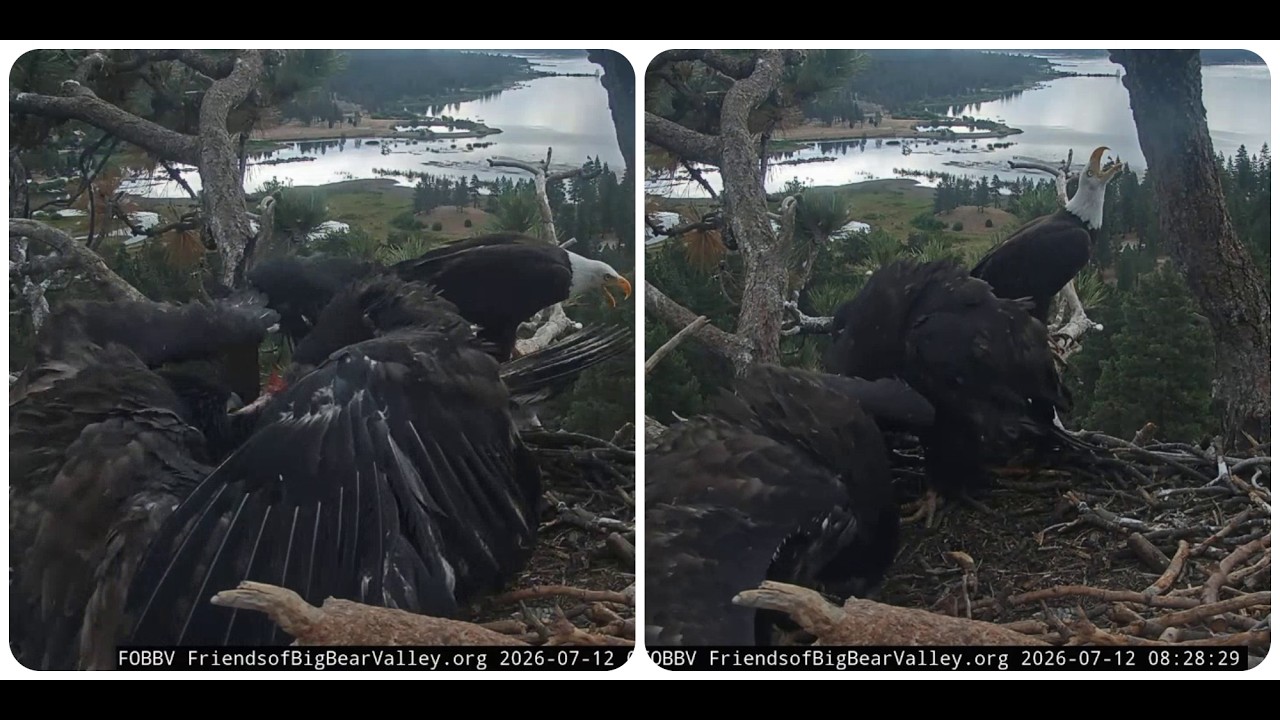 Sandy and Luna are rushing to breakfast; an excited Shadow 07/12/2026 @FOBBVCAM