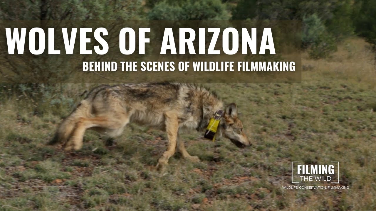 Wolves Of Arizona | Filming Endangered Mexican Gray Wolves