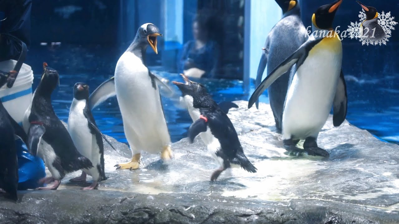 海響館 イワトビペンギン”ピンク”ジェンツーペンギンを突き落とす