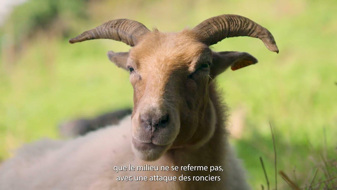 BiodiverCit&eacute; : restauration d'un verger &agrave; Li&egrave;ge
