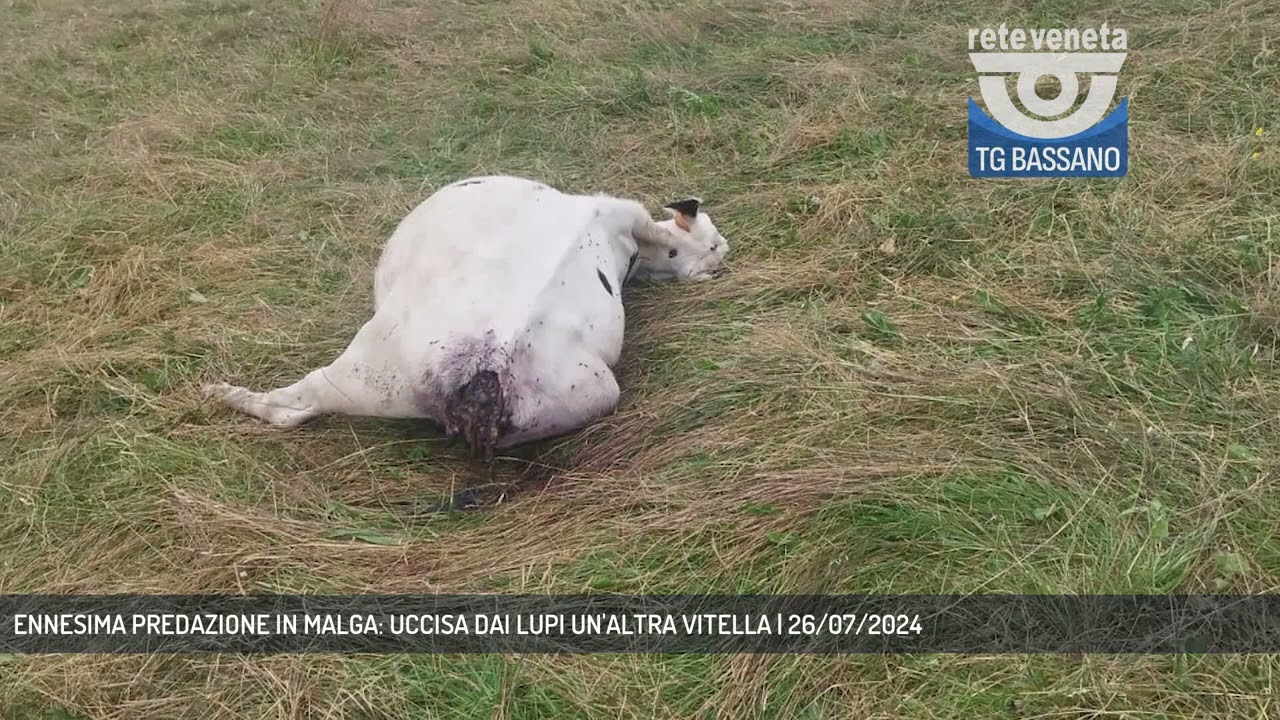 ENNESIMA PREDAZIONE IN MALGA: UCCISA DAI LUPI UN'ALTRA VITELLA | 26/07/2024
