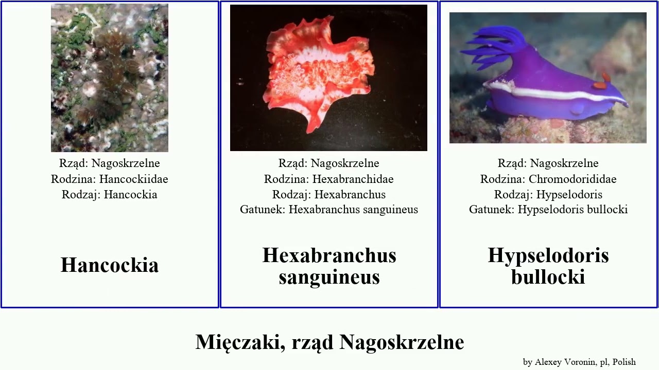 Mięczaki, rząd Nagoskrzelne capensis polycera flabellina japonica rosea mollusca atra lutea smok