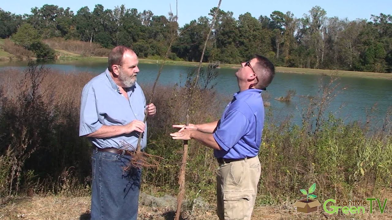 Planting Bare Root Trees - Pecan and Maple