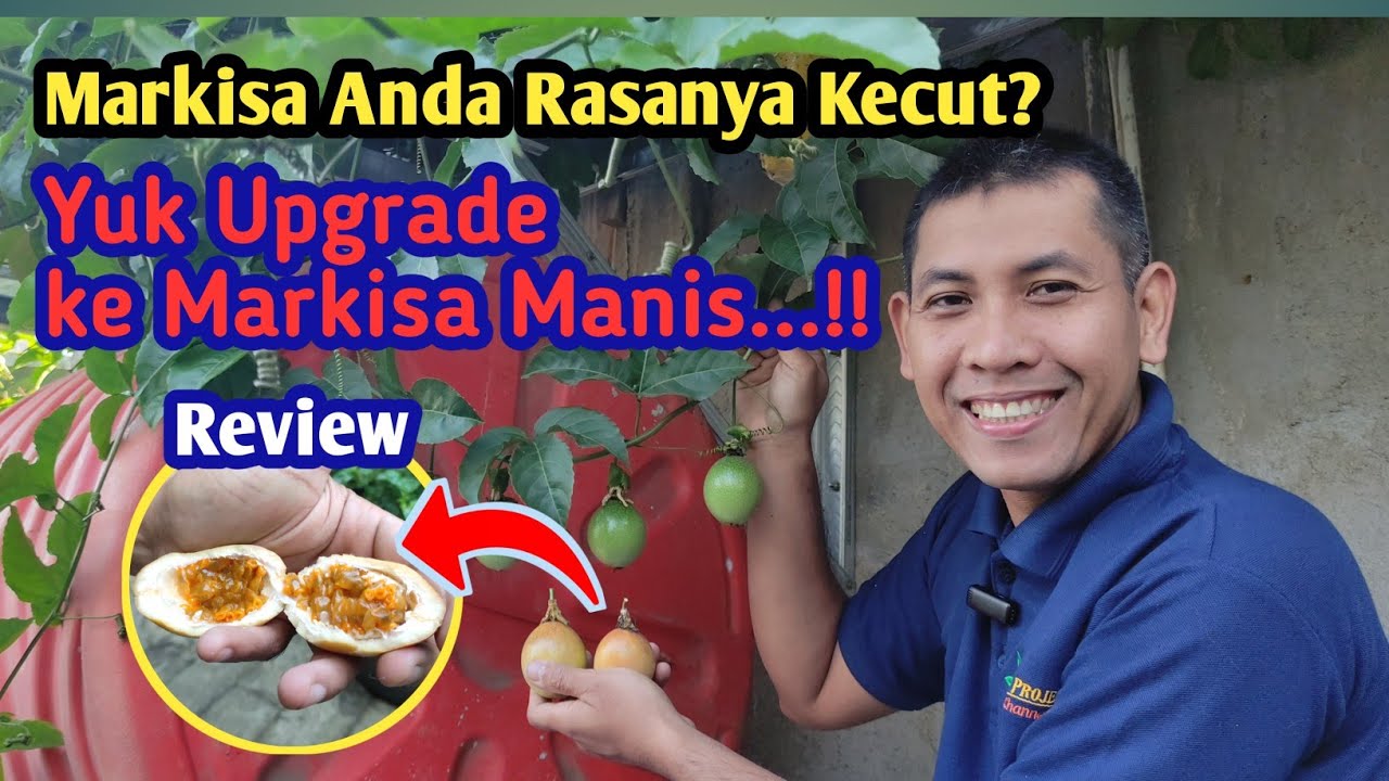 Review Buah Markisa Madu Organik: Sensasi Rasa Manis dan Lezat yang Luar Biasa