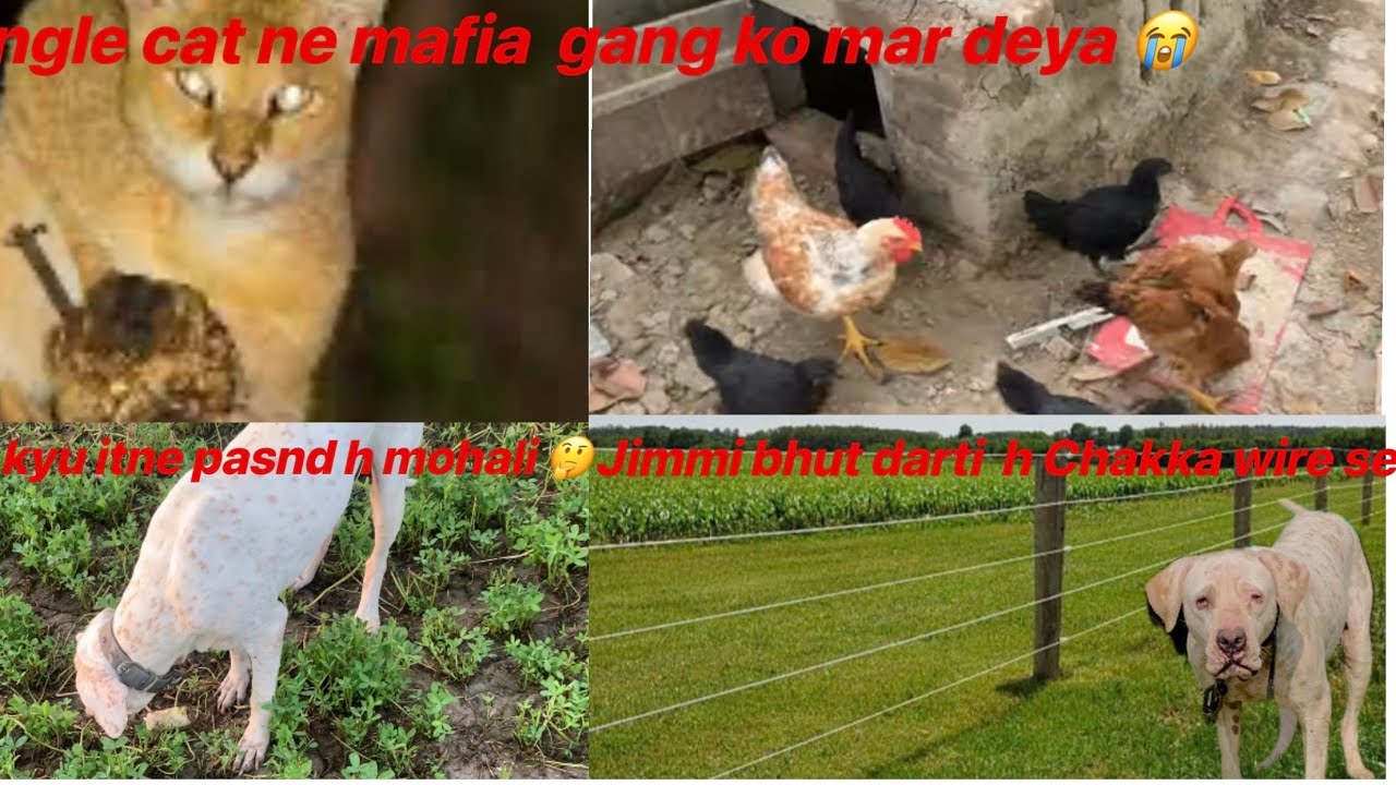 Jungle cat🐈‍⬛ne sari mafiagangko mar dey😭jimmi bhut paas h Mohali😂jimmi darti h Jhatka wire se😅