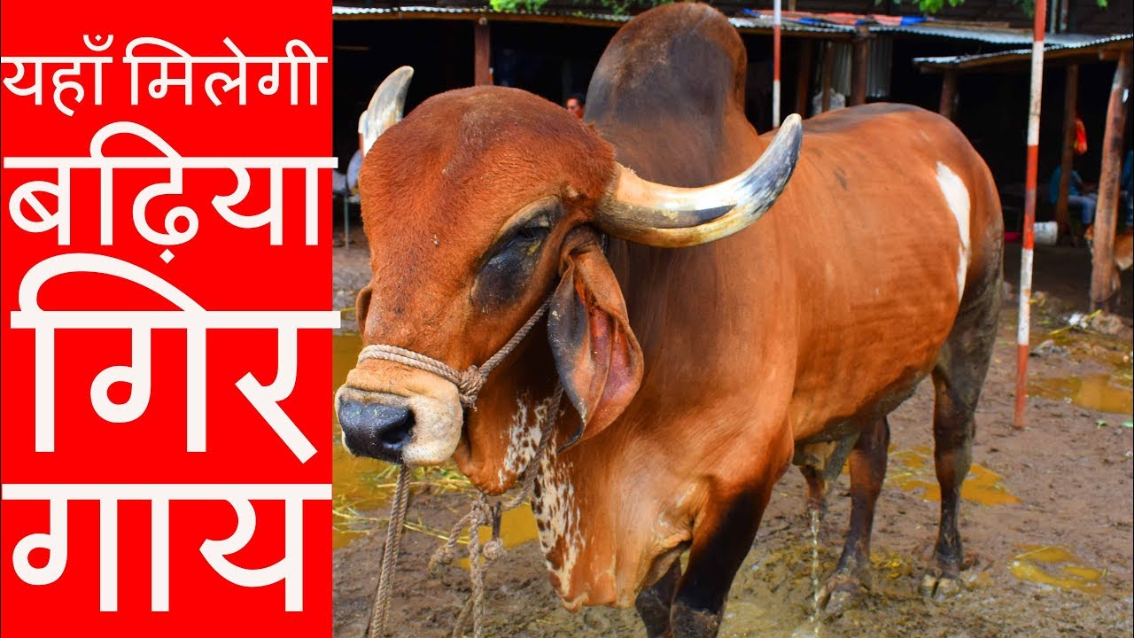 For sale Gir cow at Dhule Maharashtra