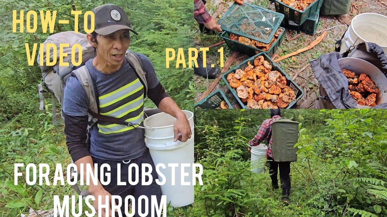 Mushroom Foraging| LOBSTER| Deep into the WOODS. 😫