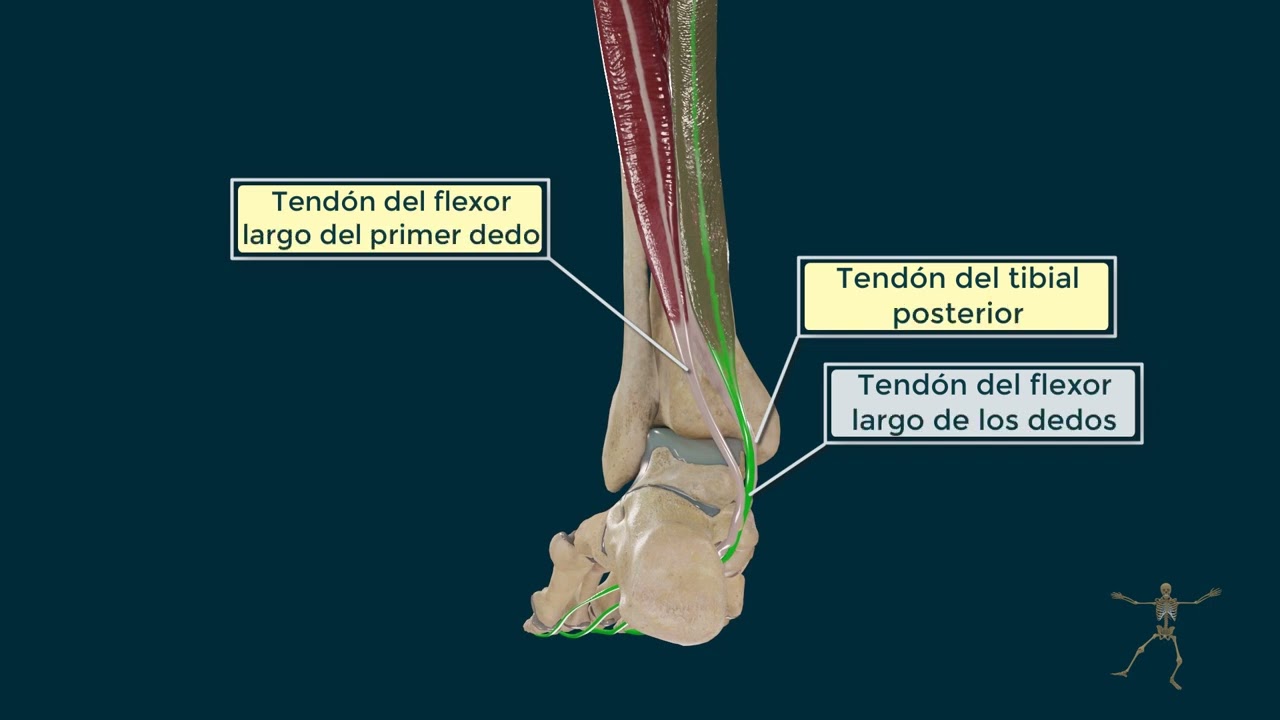 Flexor Largo de los Dedos del Pie
