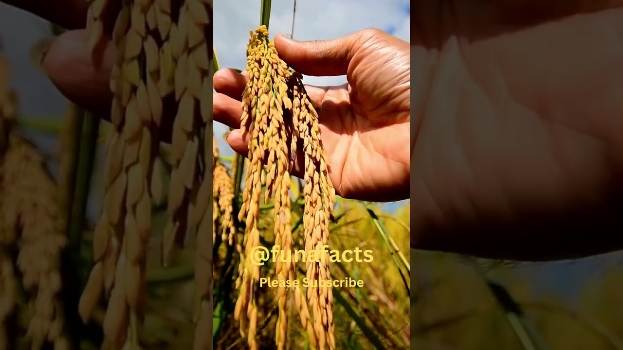 India's Rice Crisis: Export Ban Spark Panics Worldwide