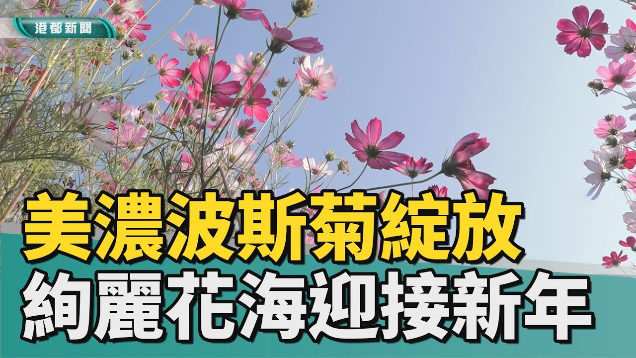 花啦嗶啵｜春暖花開美濃波斯菊綻放 絢麗花海超吸睛
