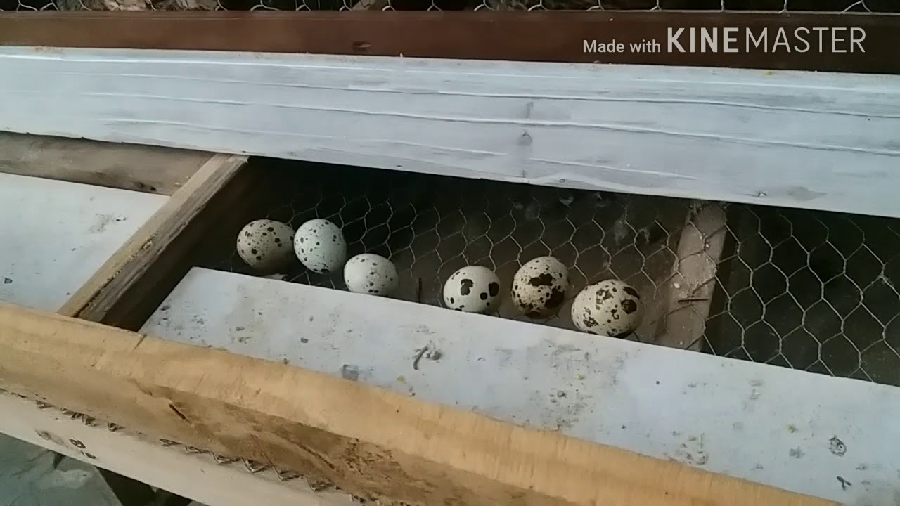 criatório de codornas