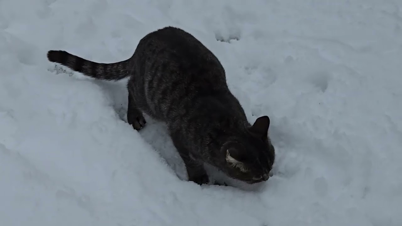 Snowy Day with the Cats