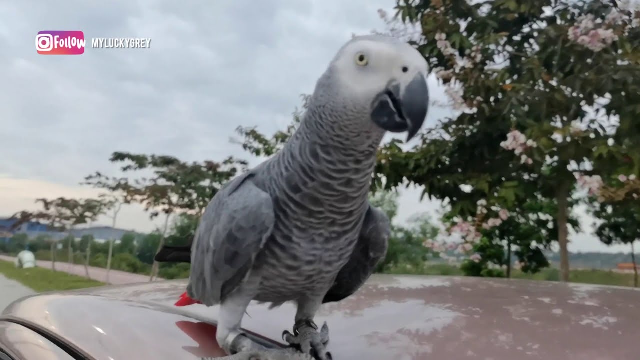 African Grey Parrot Free Flying From A Moving Car - Weekly Routine