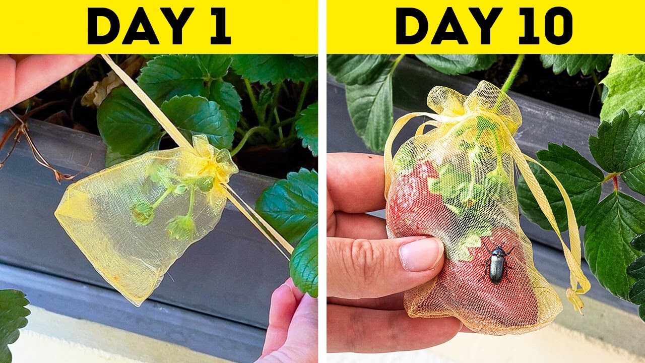 Genius Gardening Hacks to Keep Plants & Food Healthy 🌱🍅