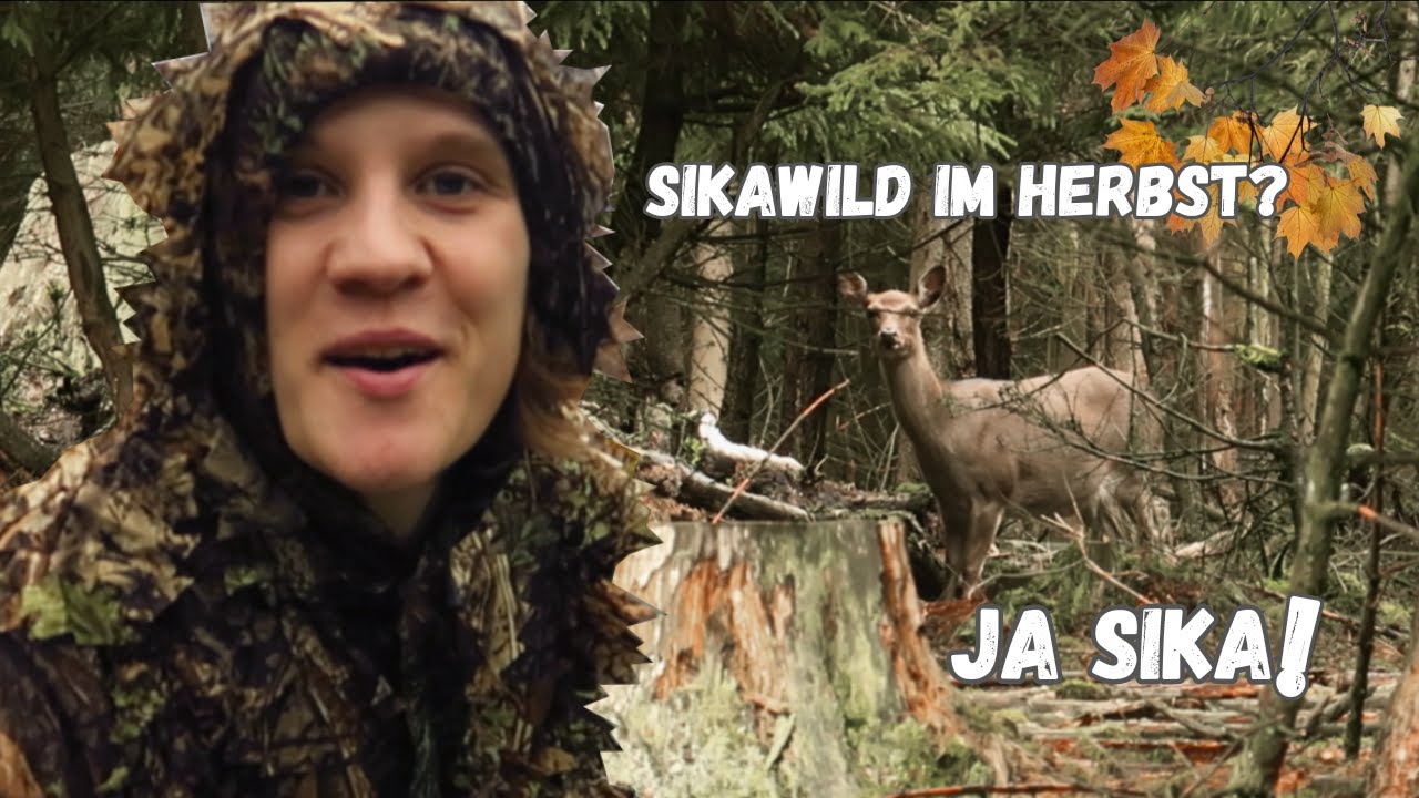 Auf der Suche nach Sikawild im Herbstwald.