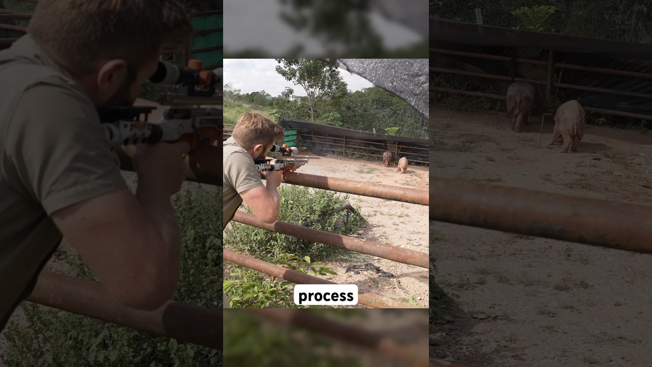 Catching Pablo Escobar&rsquo;s Hippos