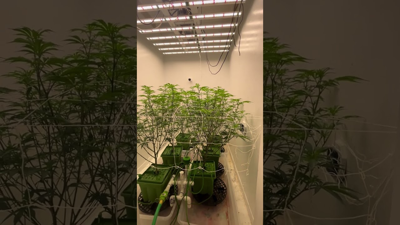 Review on FloraFlex 700 Watt 4x4 Grow Light