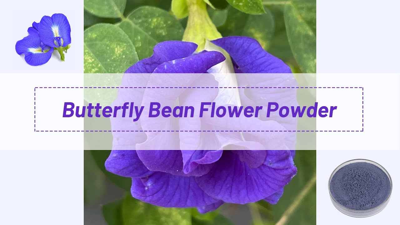 [Butterfly Pea Tea Powder]Free Sample Food Grade Natural Color Butterfly Pea Tea Powder