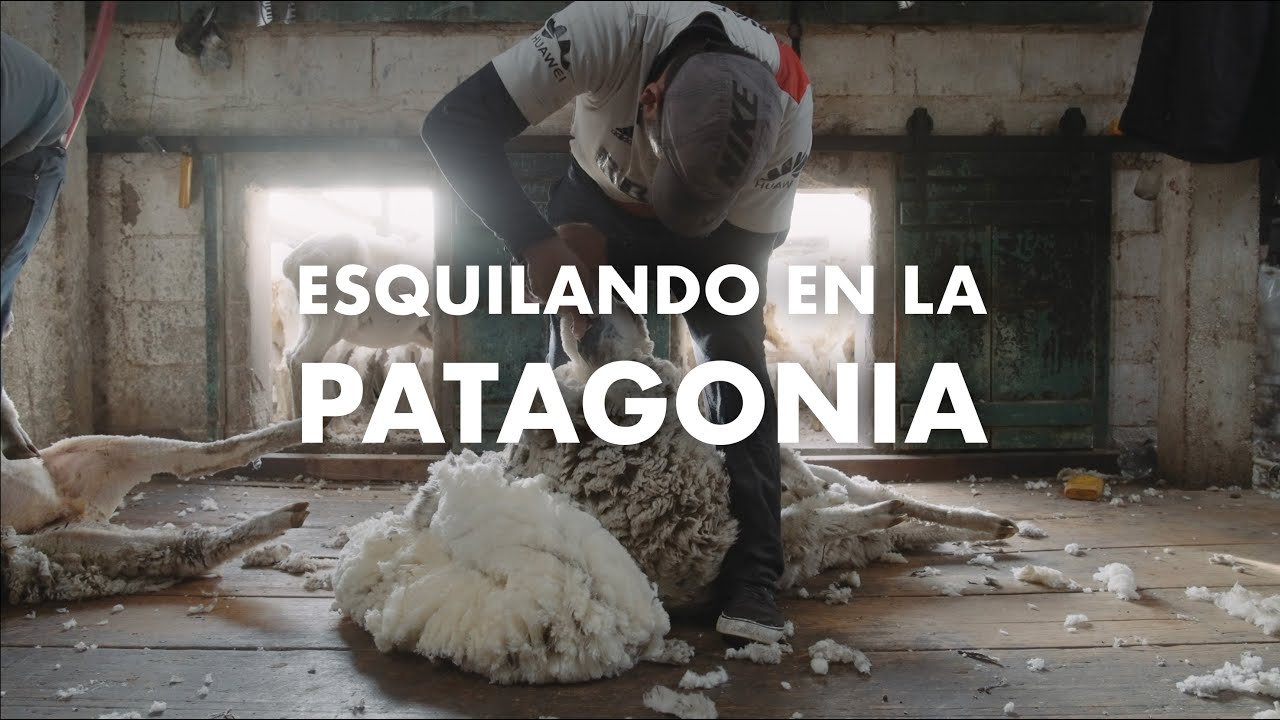 Esquilando en la Patagonia. Lana de la Península Valdés, Argentina.