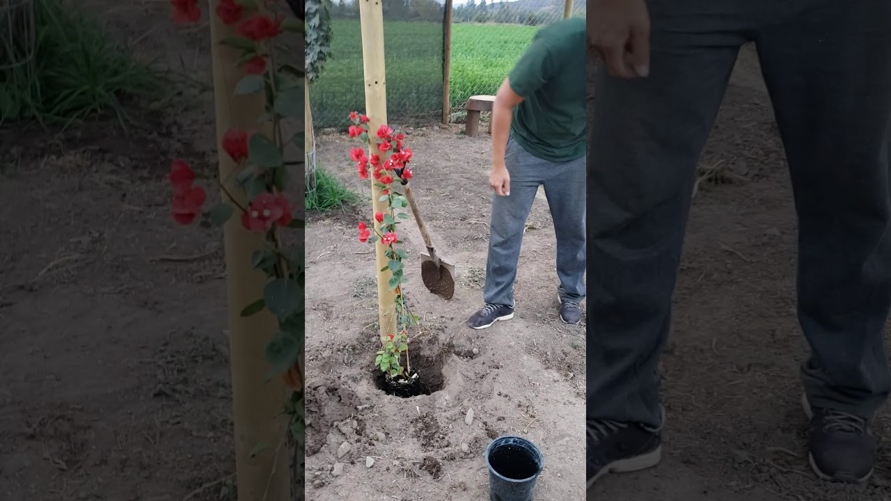 Como plantar una Buganbilia y Cuidados