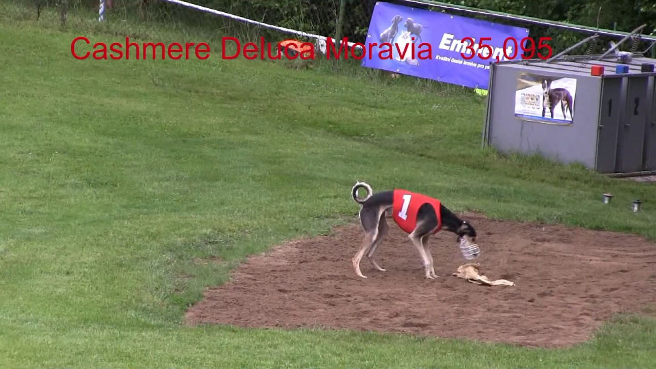 SLR 20 Saluki mix