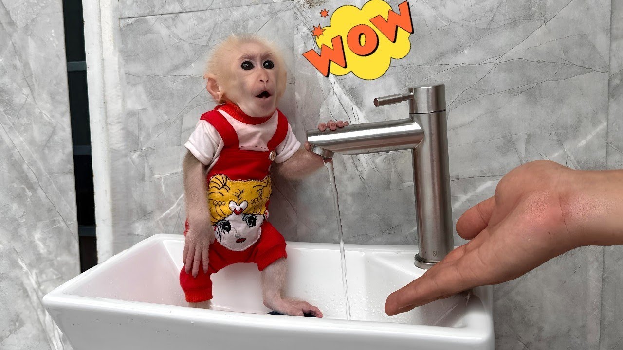Baby monkey Lulu received a very special gift,Dad took care of her with all the love of a father