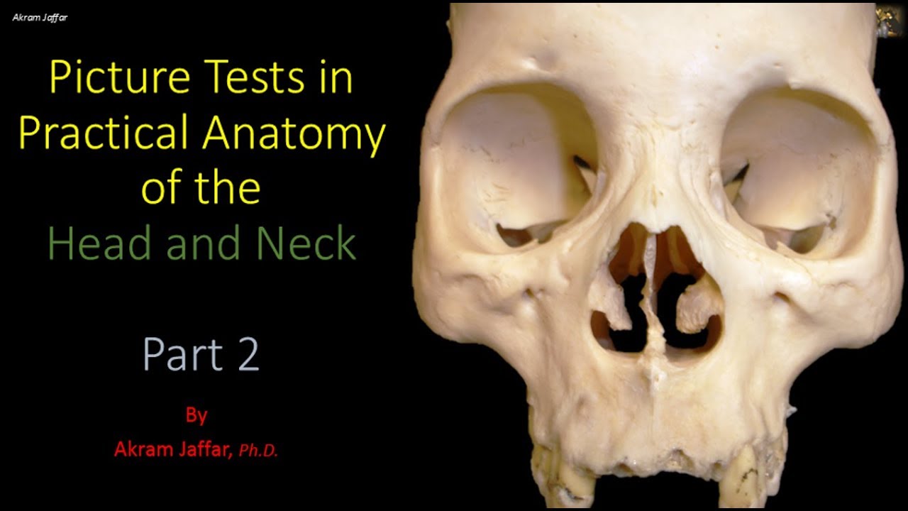 Picture tests in head and neck anatomy 2